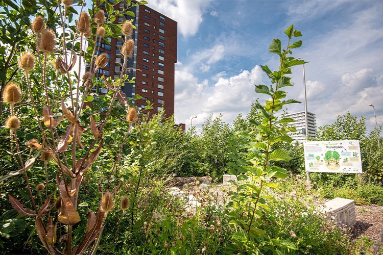 Urban Rewilding Isn't a Trend — It’s a “How Do We Keep Cities Livable?” Tool
