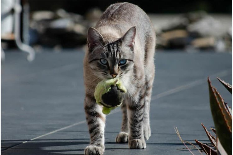 What My Cat’s Daily Play Ritual Taught Me About Patience