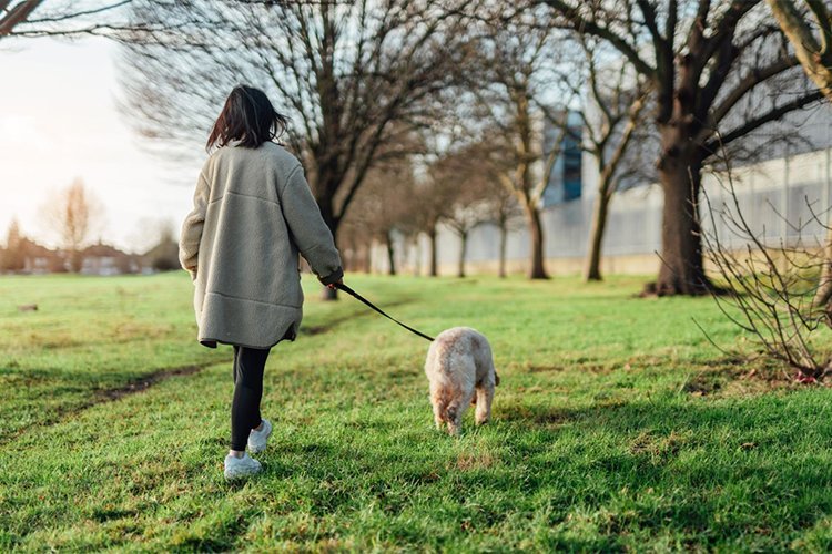 The Walk That Changed How I See Life With My Dog