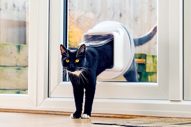 Smart Devices That Helped Me Care for My Cat While I’m Away
