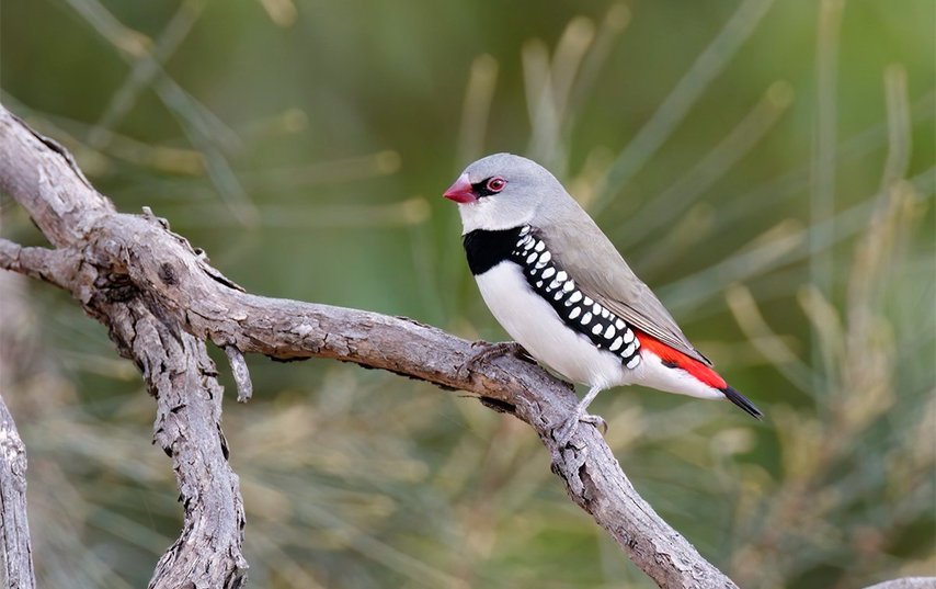 The “Backyard Bird Count” I Tried Once — And Why It Was Way More Addictive Than I Expected