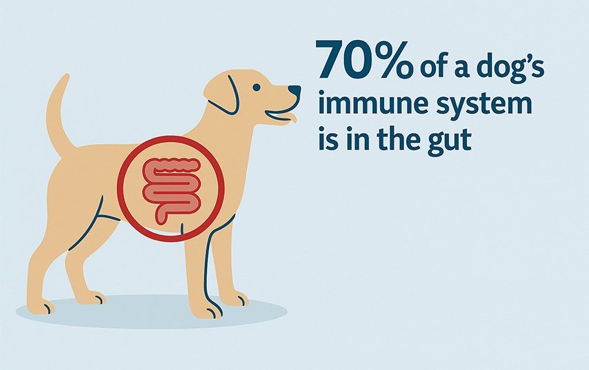 The Gut-Health Shift I Didn’t Expect to Matter This Much