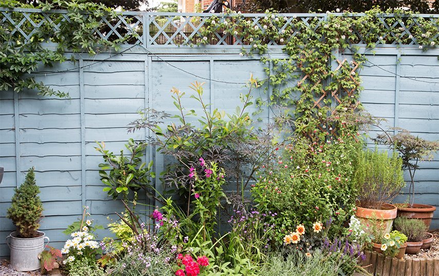 The One Backyard Corner I Stopped “Fixing” — And What Showed Up Instead