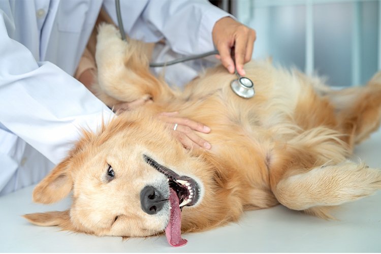 The Gut-Health Shift I Didn’t Expect to Matter This Much pets