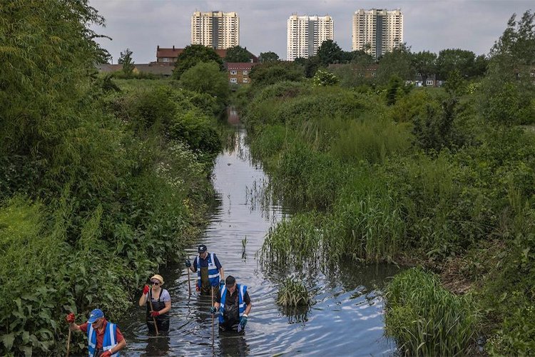 Why Urban Rewilding Works Best When People Stay in the Picture