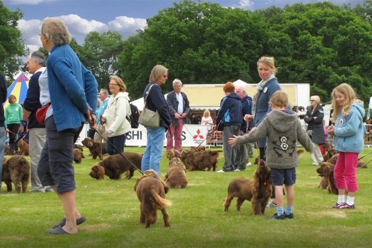 Why Pet Meetups Became the Best Part of My Week