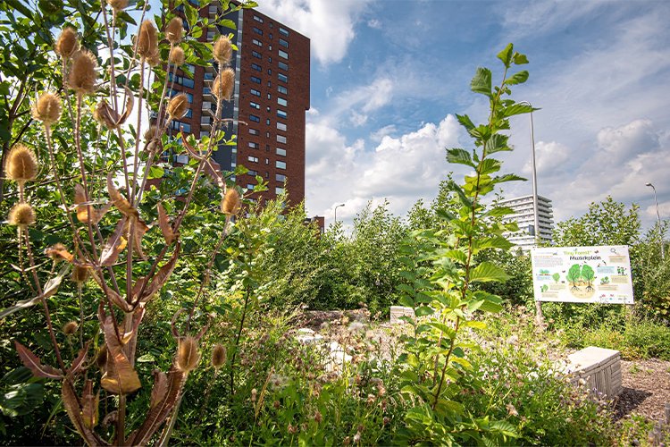 Urban Rewilding Isn't a Trend — It’s a “How Do We Keep Cities Livable?” Tool
