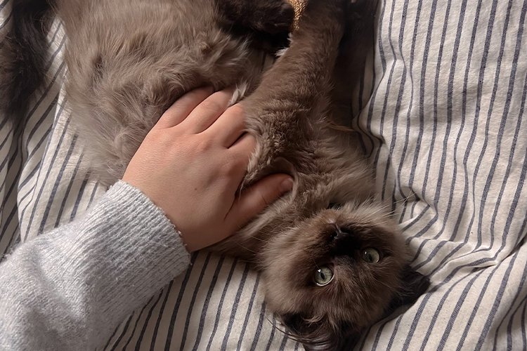 What My Cat’s Daily Play Ritual Taught Me About Patience