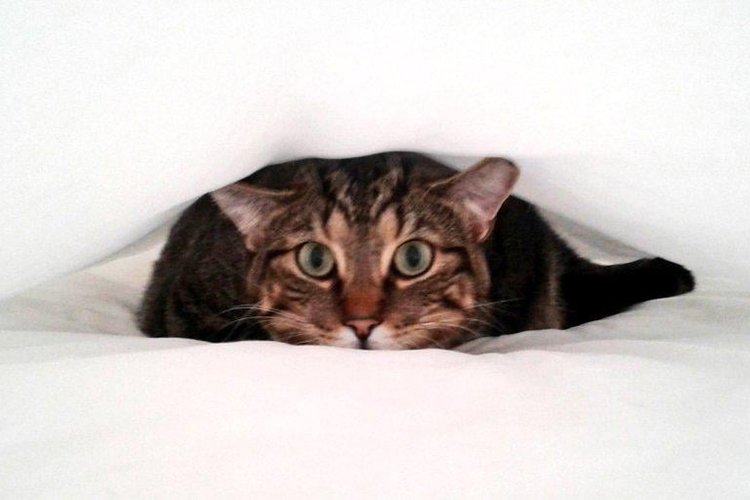 What My Cat’s Daily Play Ritual Taught Me About Patience