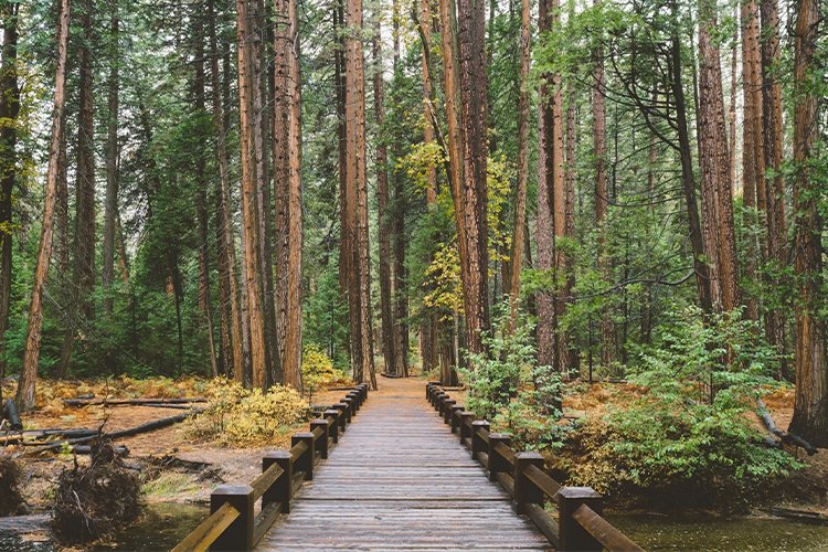 The “One App” That Turned My Walk Into a Tiny Nature Treasure Hunt