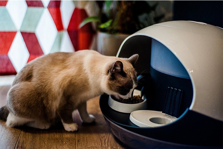 Smart Devices That Helped Me Care for My Cat While I’m Away
