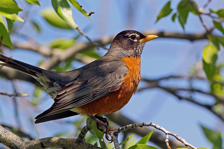 The “Backyard Bird Count” I Tried Once — And Why It Was Way More Addictive Than I Expected