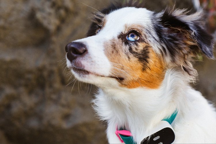 What I Learned Using a Pet Health Tracker for 30 Days