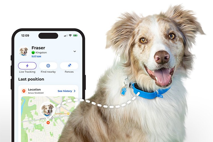 What I Learned Using a Pet Health Tracker for 30 Days