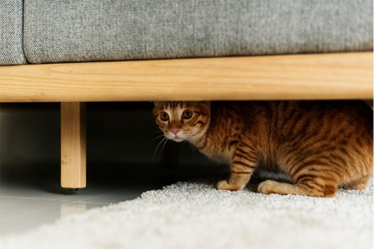 How I Helped My Cat Stop Hiding When Guests Came Over