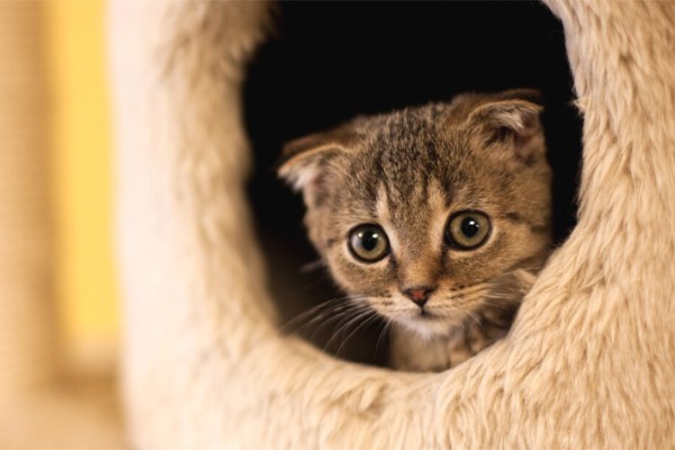 How I Helped My Cat Stop Hiding When Guests Came Over