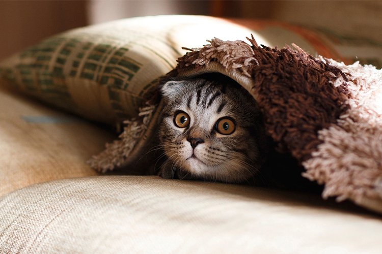 How I Helped My Cat Stop Hiding When Guests Came Over