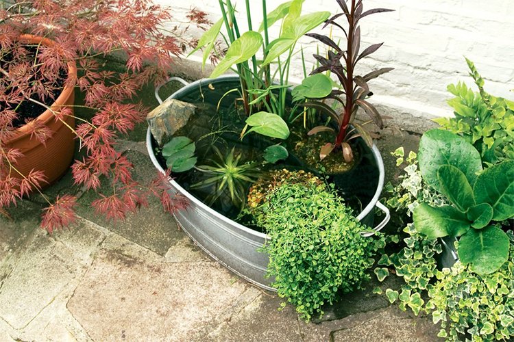 The “Tiny Pond Bowl” I Added — And Why It Changed My Whole Yard Faster Than Plants Did