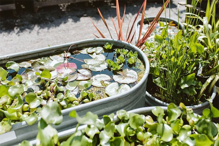 The “Tiny Pond Bowl” I Added — And Why It Changed My Whole Yard Faster Than Plants Did