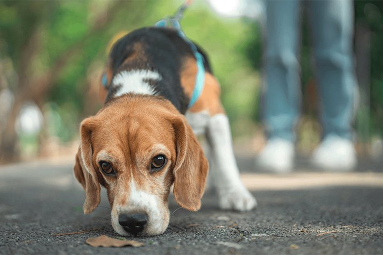 The Simple Game That Reduced My Dog’s Anxiety More Than I Expected