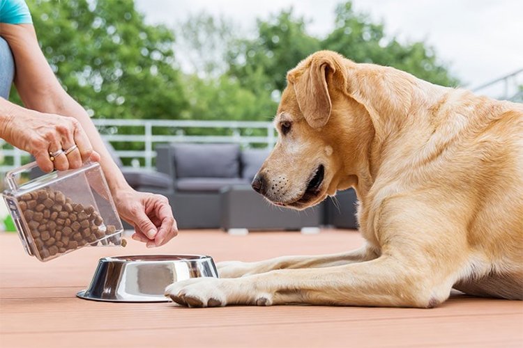 The Food-Bowl Pause That Helped My Dog Stop Inhaling Meals