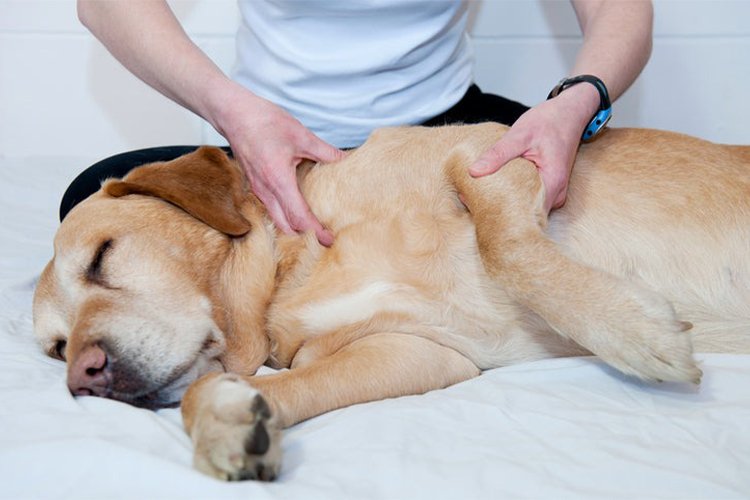 My Dog’s Morning Routine That Made His Joints Feel Better