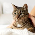 What I Learned Using a Pet Health Tracker for 30 Days How I Helped My Cat Stop Hiding When Guests Came Over