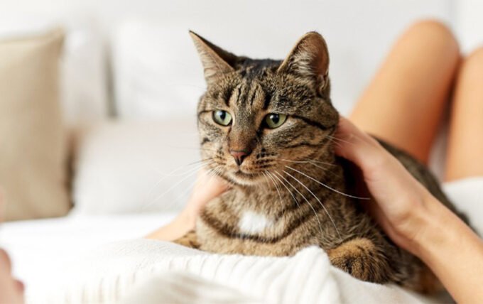 How I Helped My Cat Stop Hiding When Guests Came Over