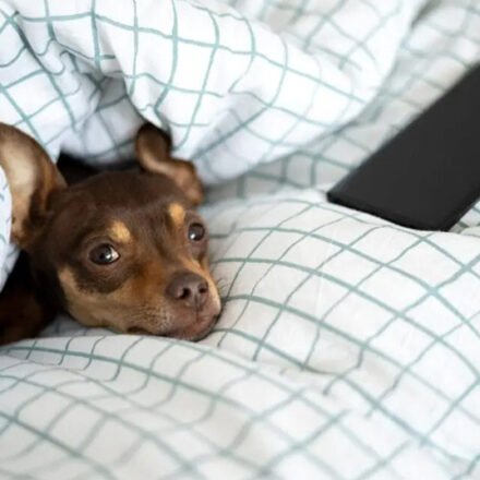 My Dog’s Morning Routine That Made His Joints Feel Better My Dog’s Morning Routine That Made His Joints Feel Better