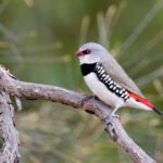 The Dusk Loop I Do When My Head Feels Too Loud The “Backyard Bird Count” I Tried Once — And Why It Was Way More Addictive Than I Expected