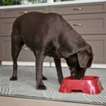 My Dog’s Morning Routine That Made His Joints Feel Better The Food-Bowl Pause That Helped My Dog Stop Inhaling Meals