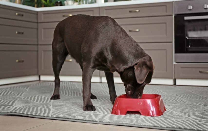 The Food-Bowl Pause That Helped My Dog Stop Inhaling Meals