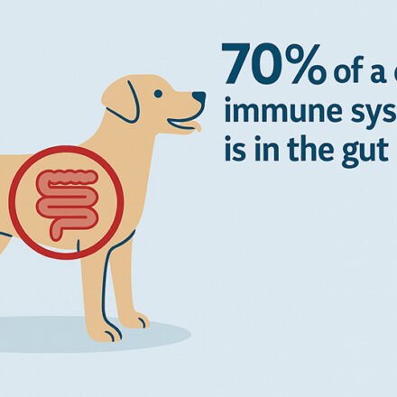 The Gut-Health Shift I Didn’t Expect to Matter This Much The Gut-Health Shift I Didn’t Expect to Matter This Much