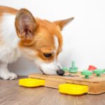 How I Helped My Cat Stop Hiding When Guests Came Over The Simple Game That Reduced My Dog’s Anxiety More Than I Expected