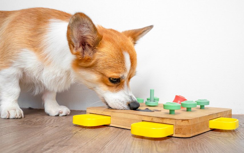 The Simple Game That Reduced My Dog’s Anxiety More Than I Expected