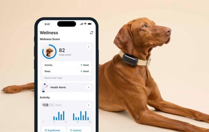 What I Learned Using a Pet Health Tracker for 30 Days