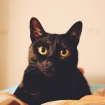 Why Pet Meetups Became the Best Part of My Week What My Cat’s Daily Play Ritual Taught Me About Patience