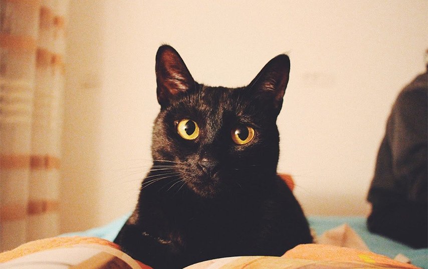 What My Cat’s Daily Play Ritual Taught Me About Patience