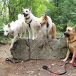 What My Cat’s Daily Play Ritual Taught Me About Patience Why Pet Meetups Became the Best Part of My Week